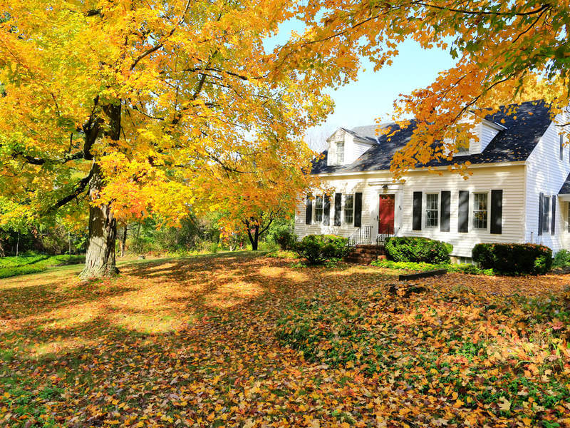 Pile of leaves